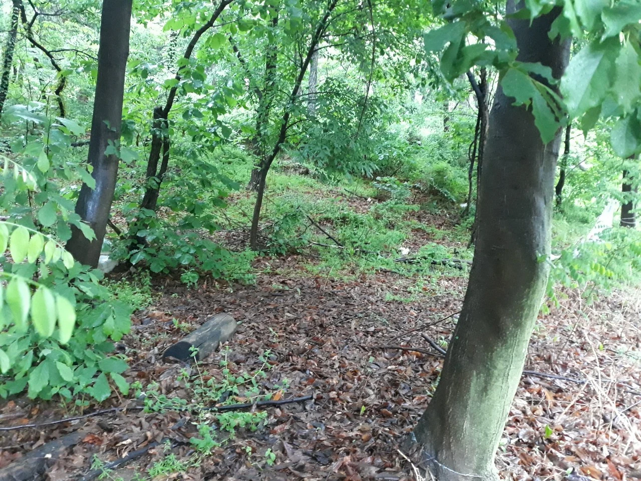 b_982Ud018svc1czxlfhhp6tub_e4yr2x.jpg?type=e1920_std