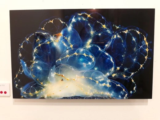 1_j8aUd018svcqybx9qrg5pq1_e4yr2x.jpg?type=w520