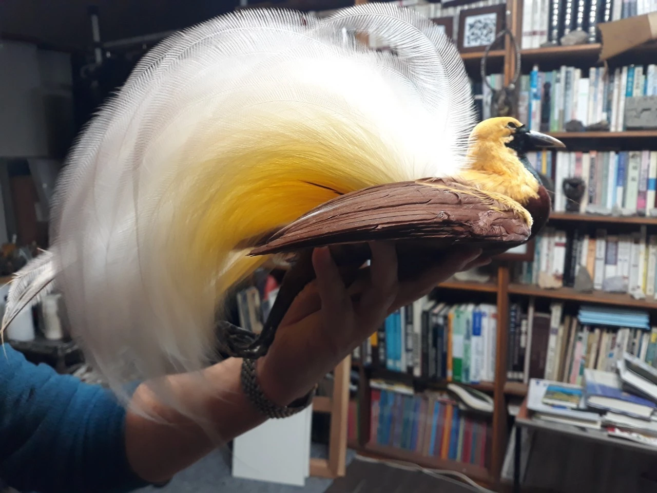 3_cdfUd018svcemr3rbc08orj_e4yr2x.jpg?type=e1920_std