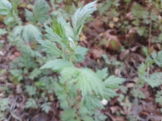 1_943Ud018svc36ufa4besa7t_e4yr2x.jpg?type=w520