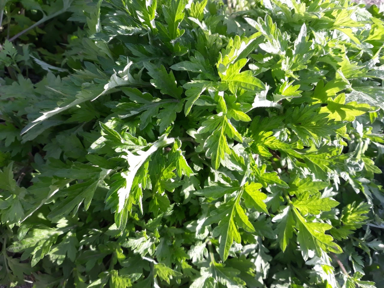 5_c50Ud018svc57musdp1k15g_e4yr2x.jpg?type=e1920_std