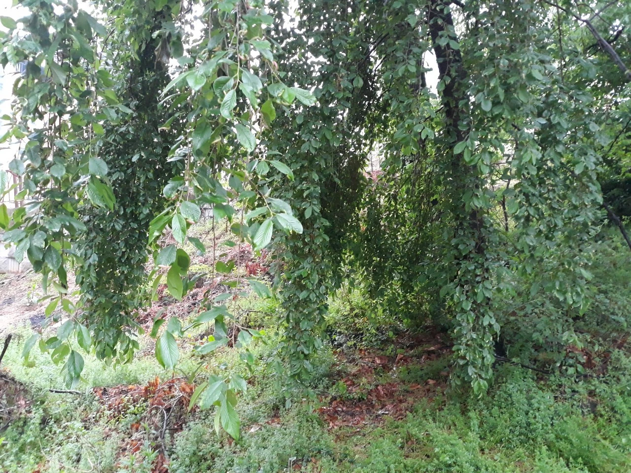 b_982Ud018svcodwf3z43p43h_e4yr2x.jpg?type=e1920_std