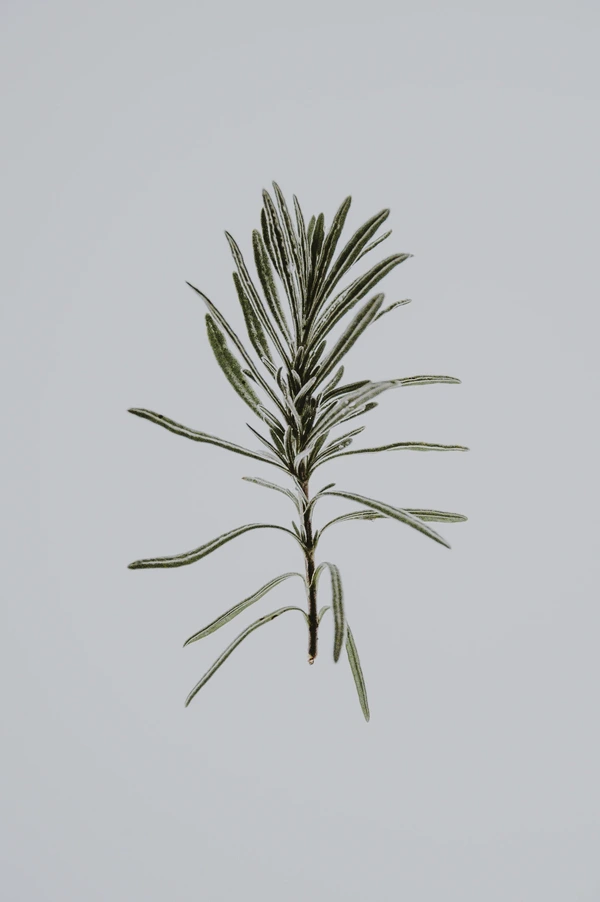 SE-b8535c67-b6c6-41bf-8a6d-0899e6e4cf5c.jpg?type=w966