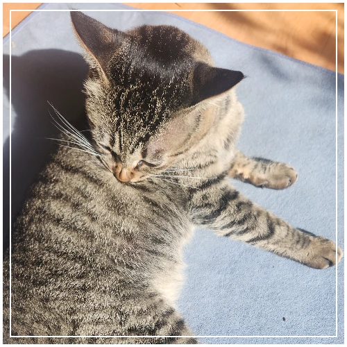 G3uEQjQPg600HwG82KOoqKWuqqw