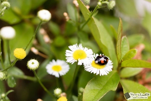 2662BC3355B1D32C27F81A