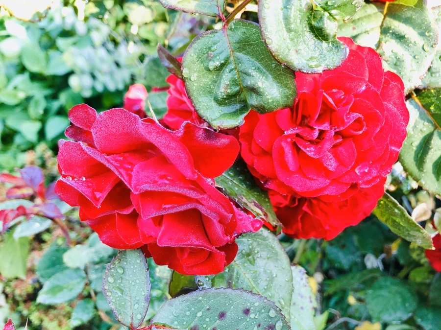 IMG_8070.jpg?type=w966