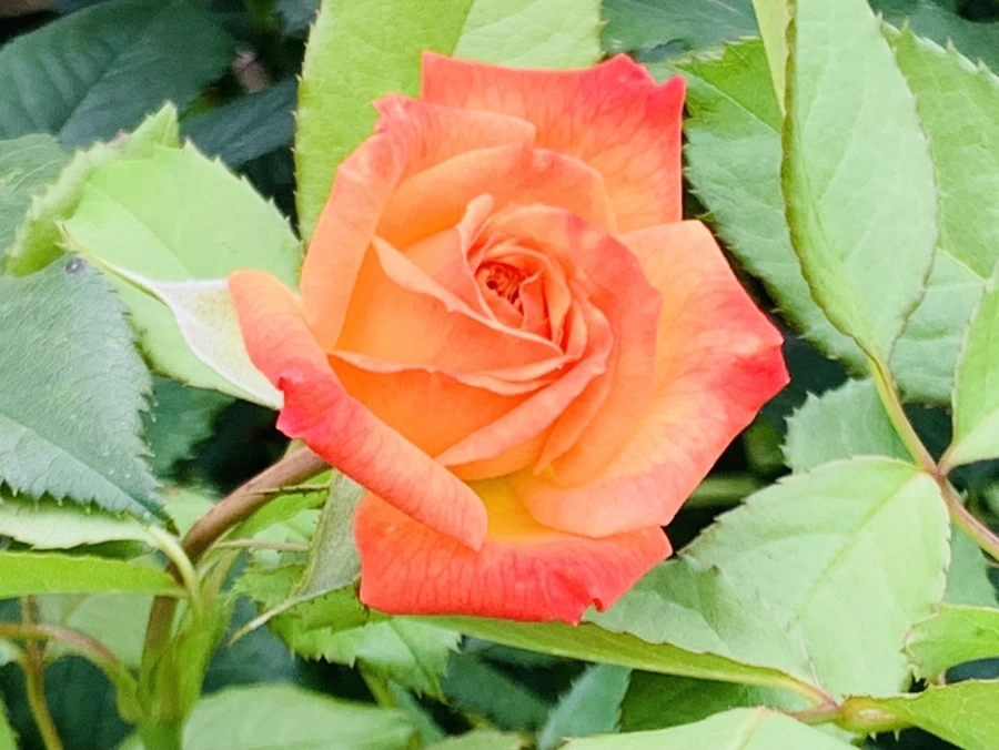 IMG_5067.jpg?type=w966