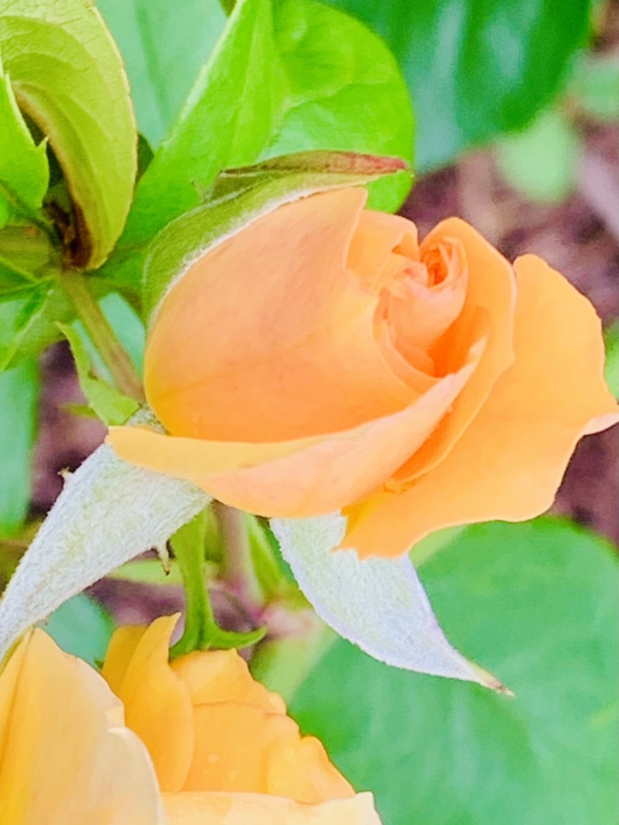 IMG_0422.jpg?type=w966