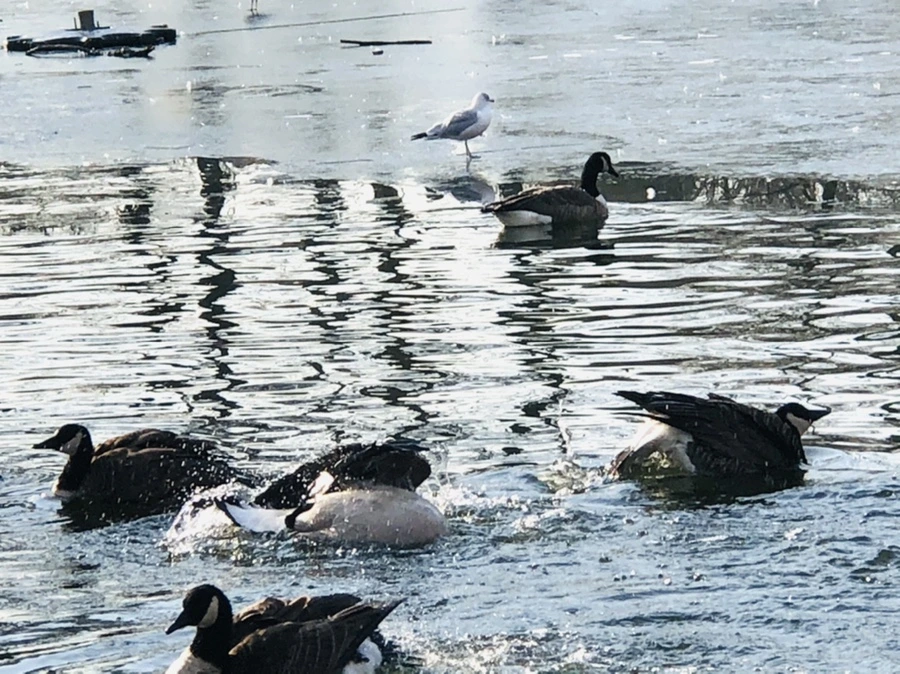 IMG_2807.jpg?type=w966