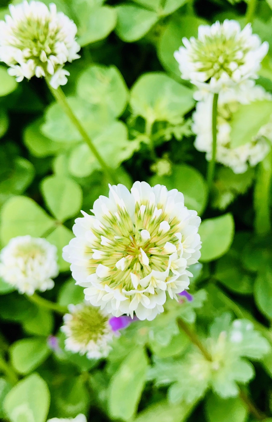 IMG_7956.jpg?type=w966