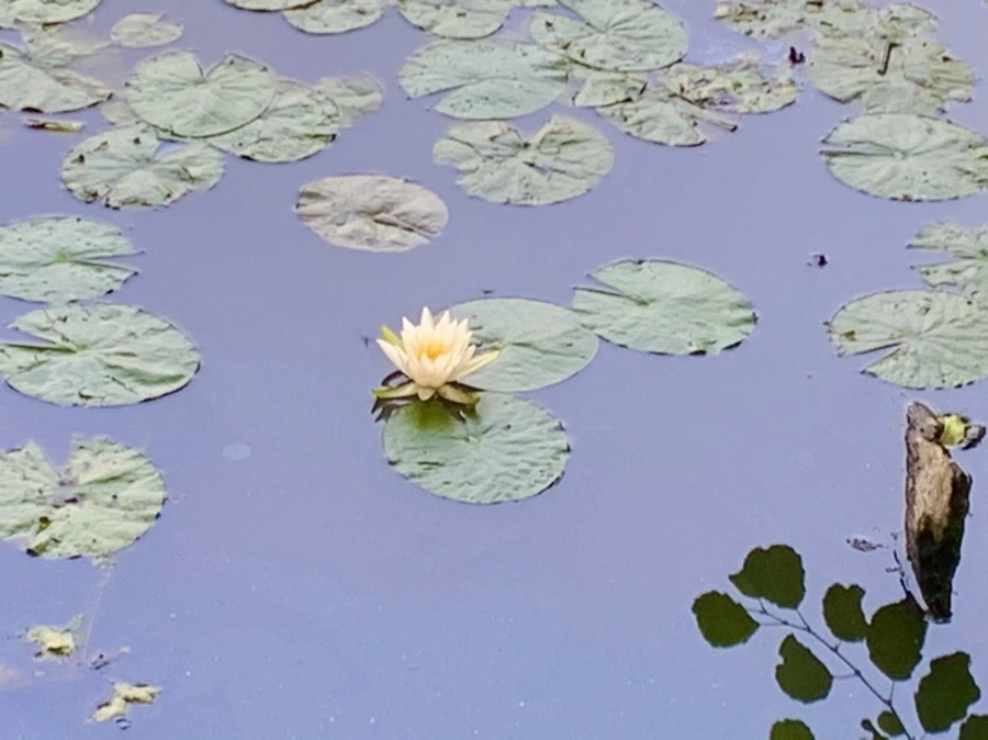 IMG_8591.jpg?type=w966