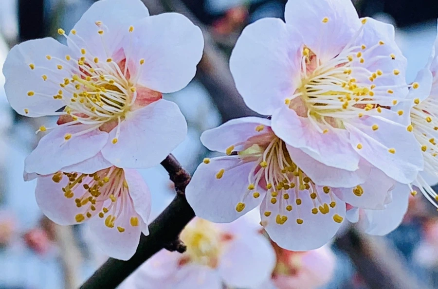 IMG_1015.jpg?type=w966