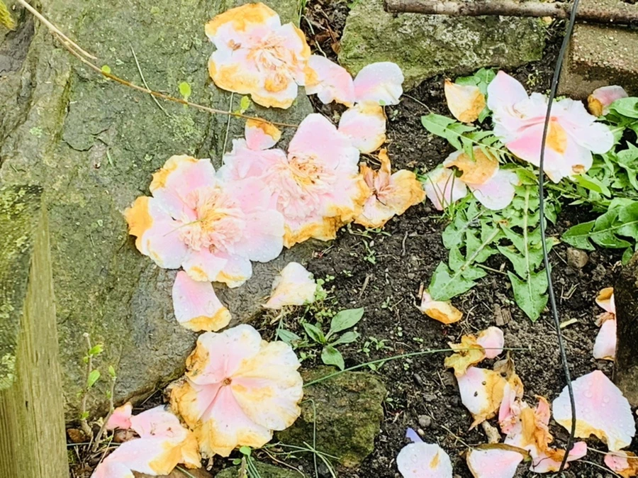 IMG_4034.jpg?type=w966