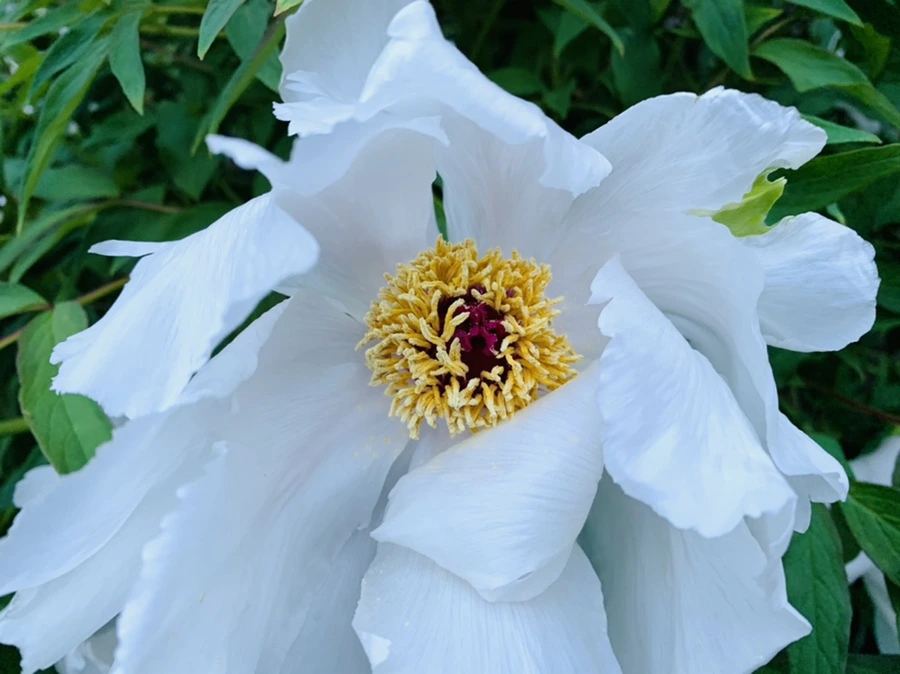 IMG_7539.jpg?type=w966