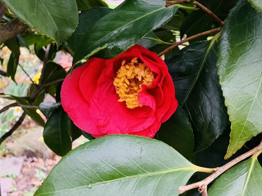 IMG_1448.jpg?type=w966