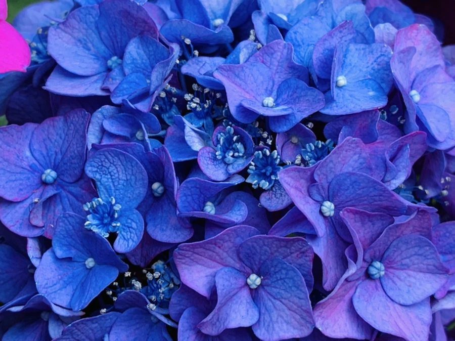 IMG_8307.jpg?type=w966