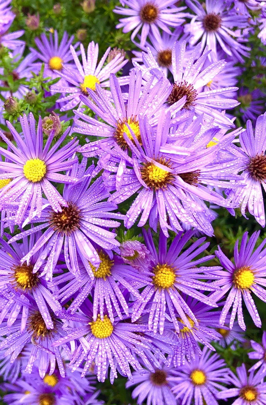 IMG_2194.jpg?type=w966