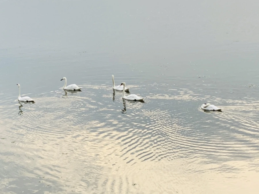 IMG_6413.jpg?type=w966