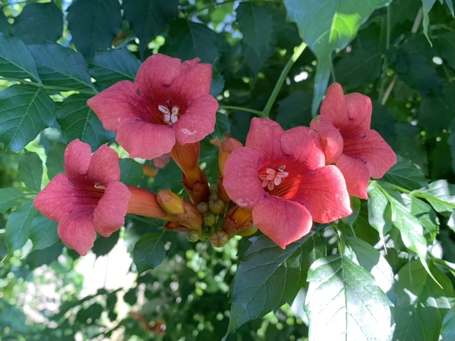 IMG_6224.jpg?type=w966