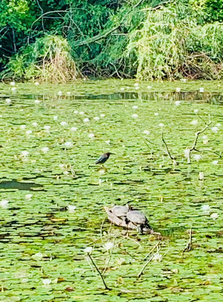 IMG_1273.jpg?type=w966