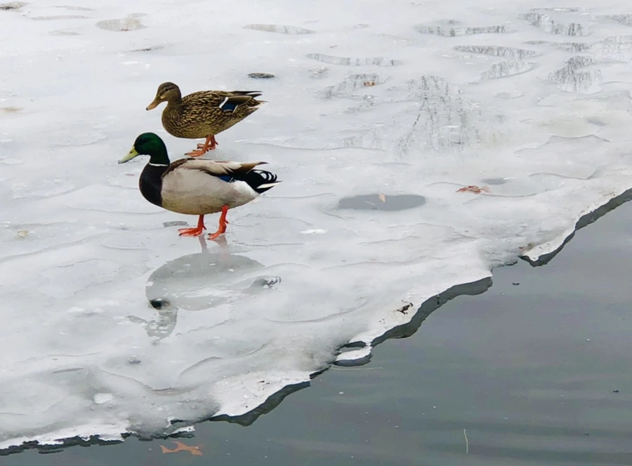 IMG_6281.jpg?type=w966