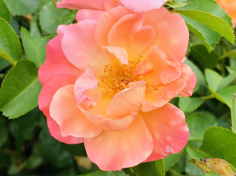 IMG_5048.jpg?type=w966