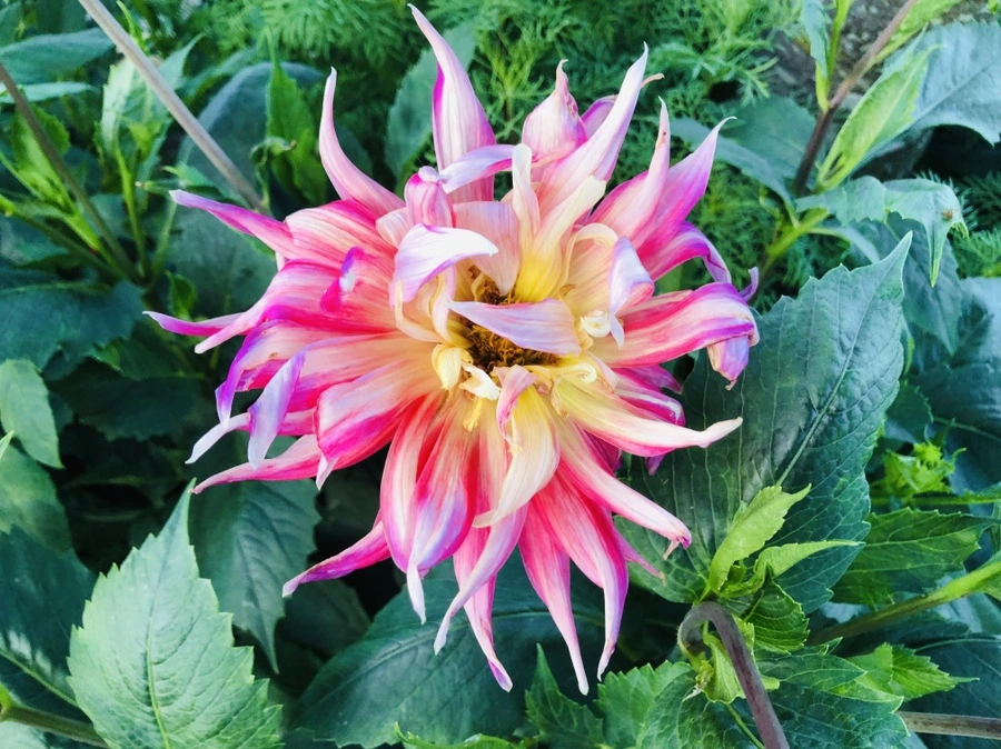 IMG_0043.jpg?type=w966