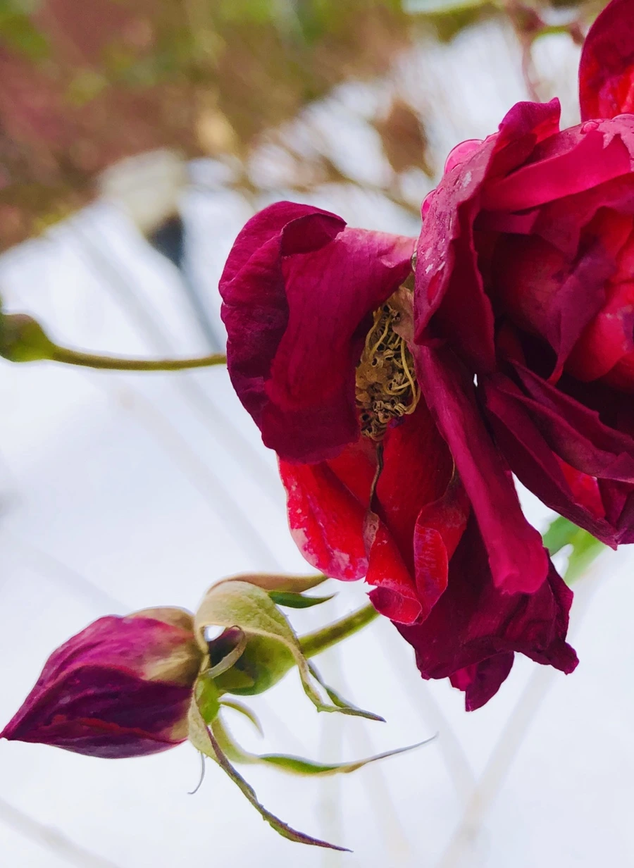 IMG_7554.jpg?type=w966