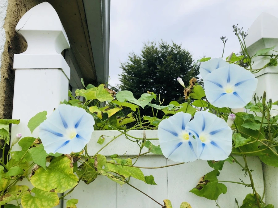 IMG_1129.jpg?type=w966