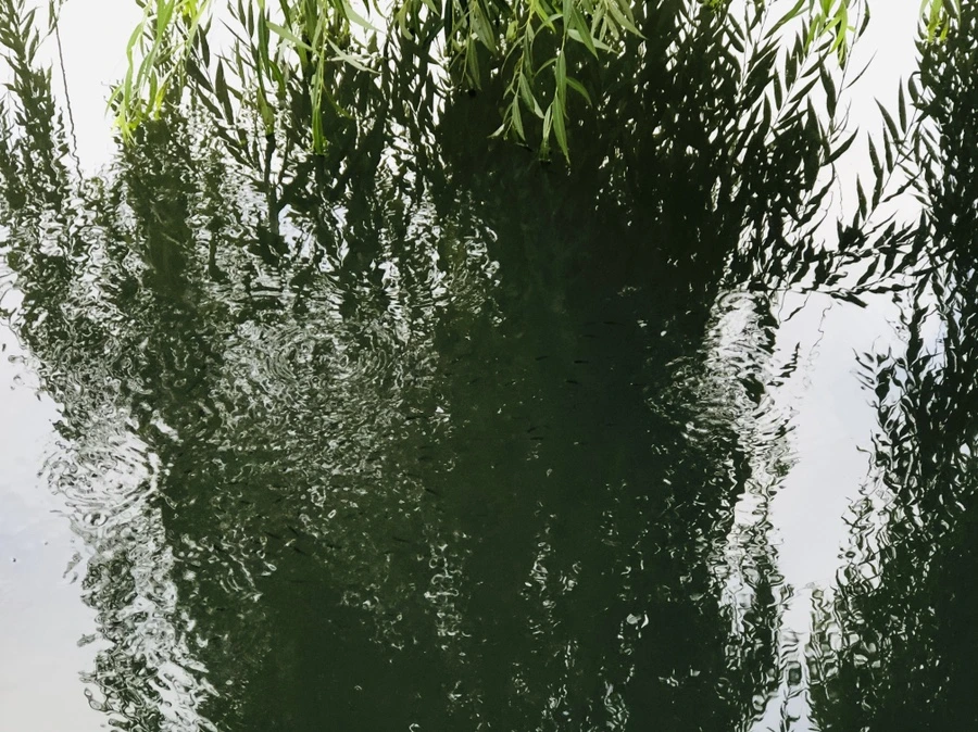 IMG_3073.jpg?type=w966