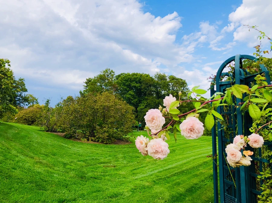 IMG_1603.jpg?type=w966