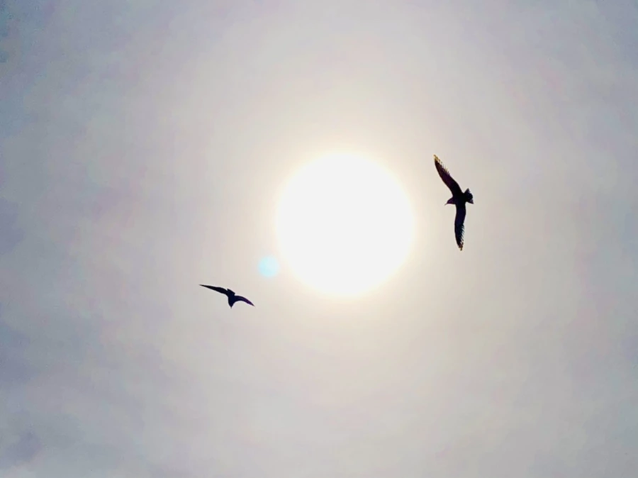 IMG_3160.jpg?type=w966