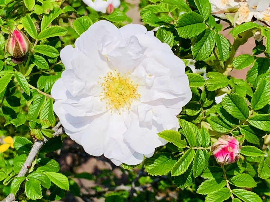 IMG_4177.jpg?type=w966