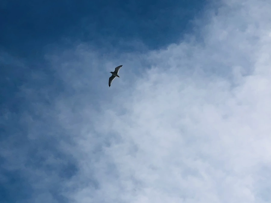 IMG_5438.jpg?type=w966