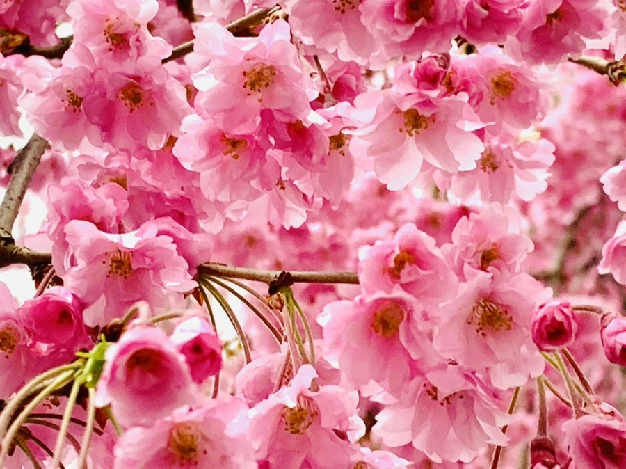 IMG_0779.jpg?type=w966