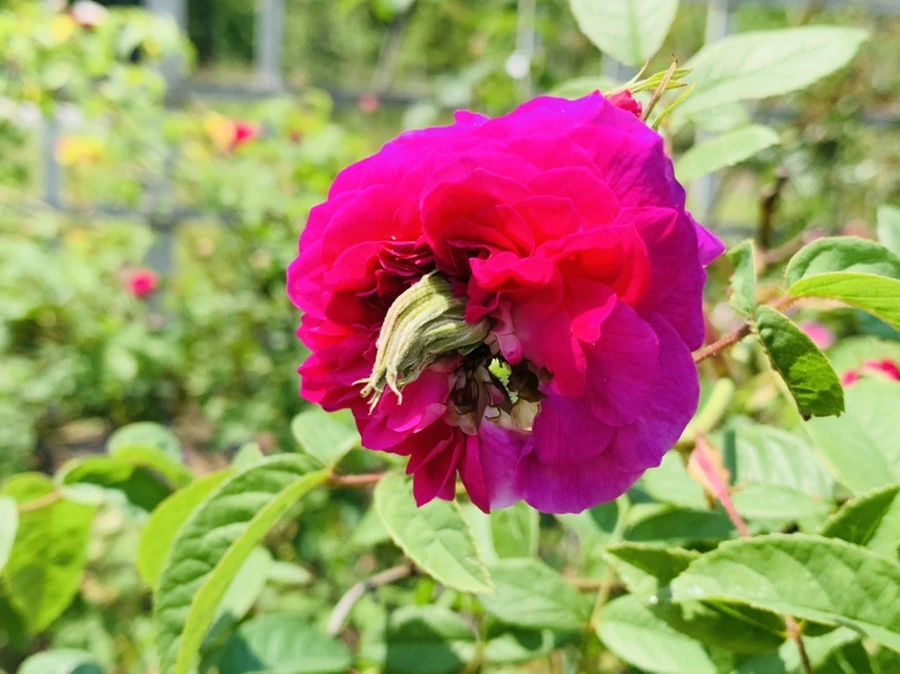 IMG_4307.jpg?type=w966