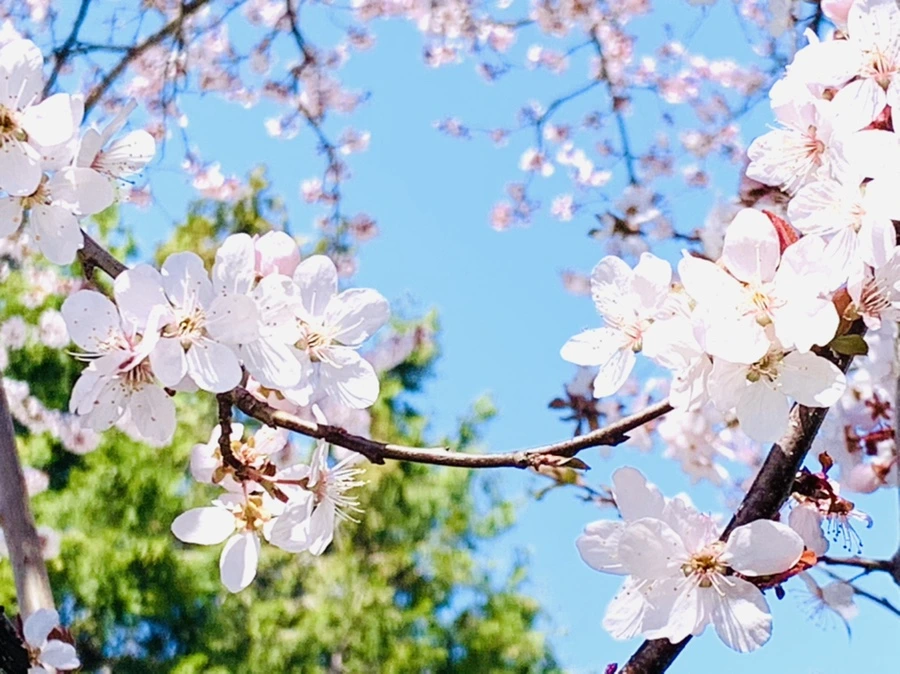 IMG_7990.jpg?type=w966