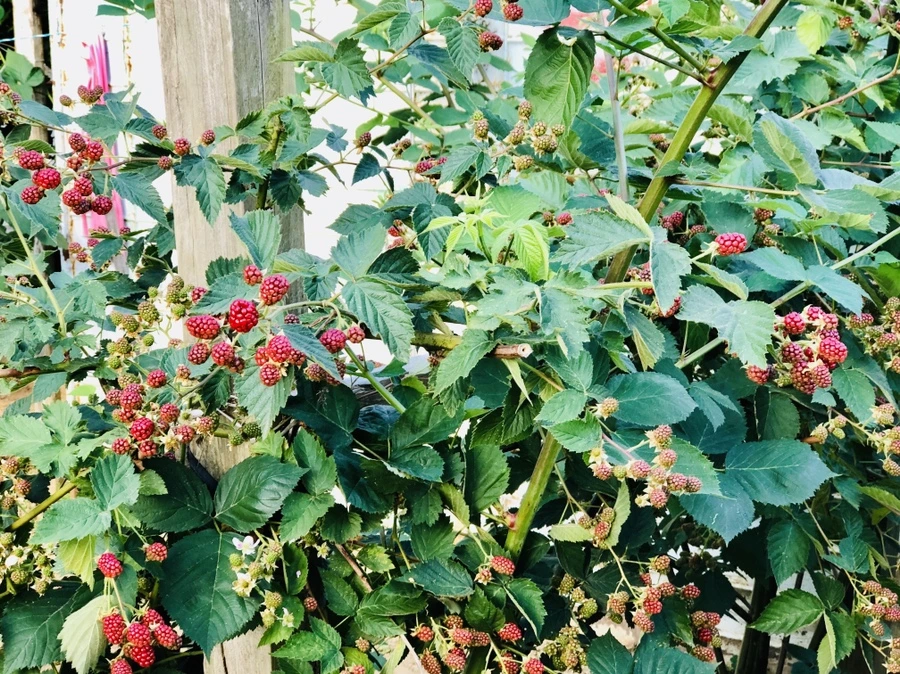 IMG_1151.jpg?type=w966