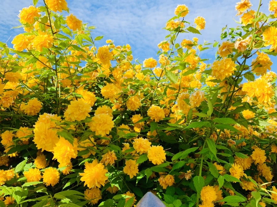 IMG_1040.jpg?type=w966