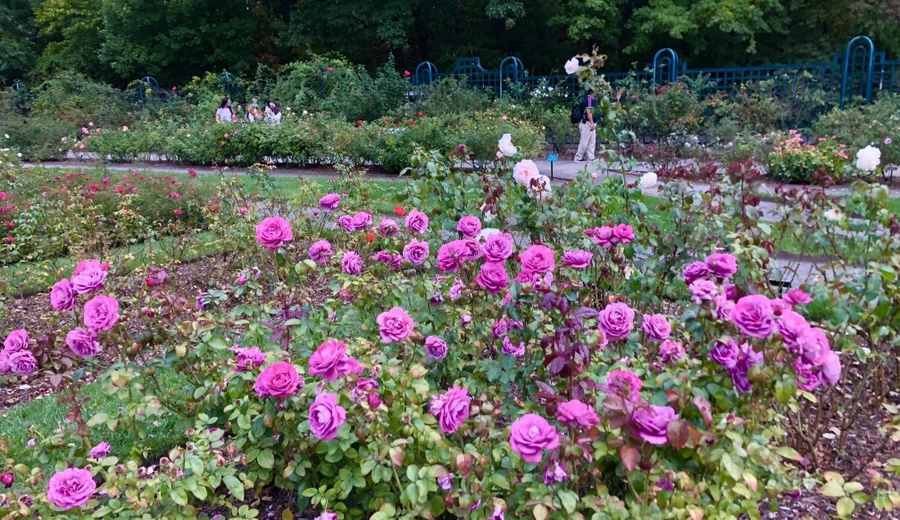 IMG_1634.jpg?type=w966