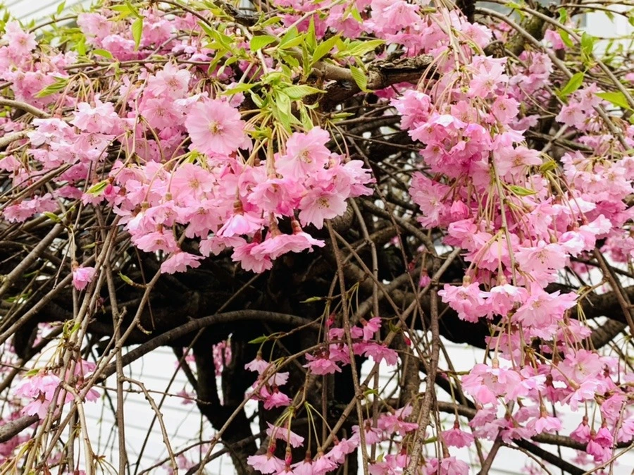 IwPMfdA_2_V9rrLBCpYHE4Mwrys