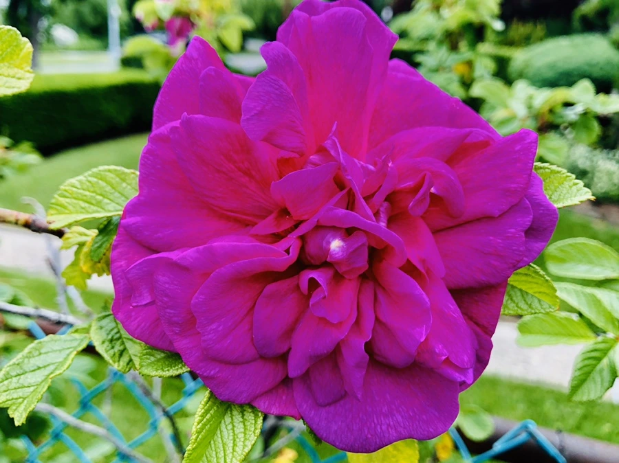 IMG_7549.jpg?type=w966