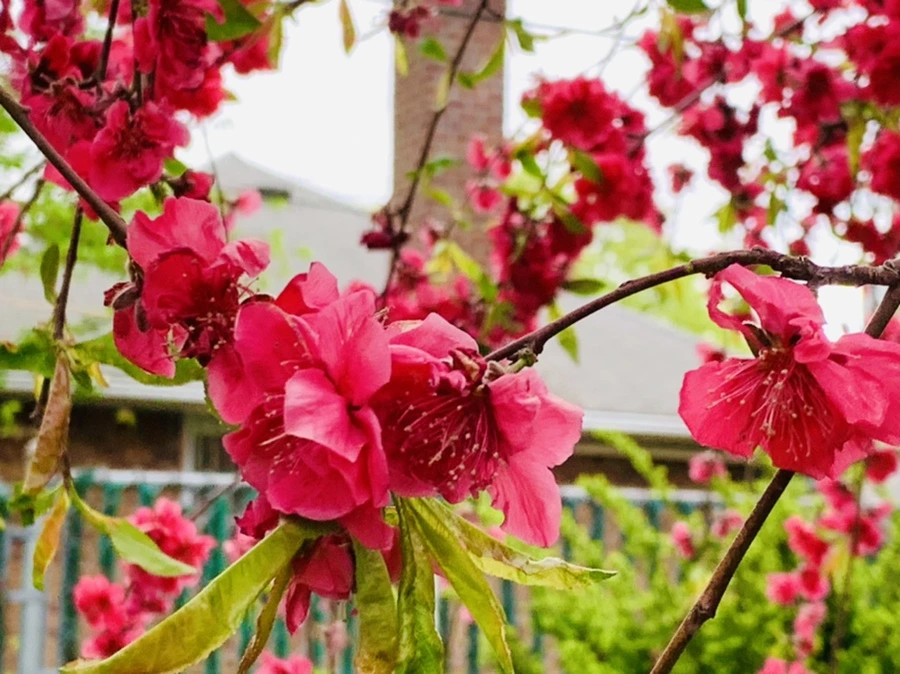 IMG_8021.jpg?type=w966