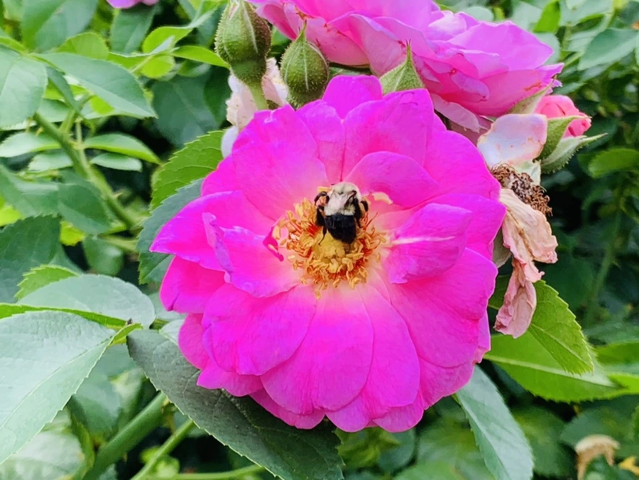 IMG_5017.jpg?type=w966