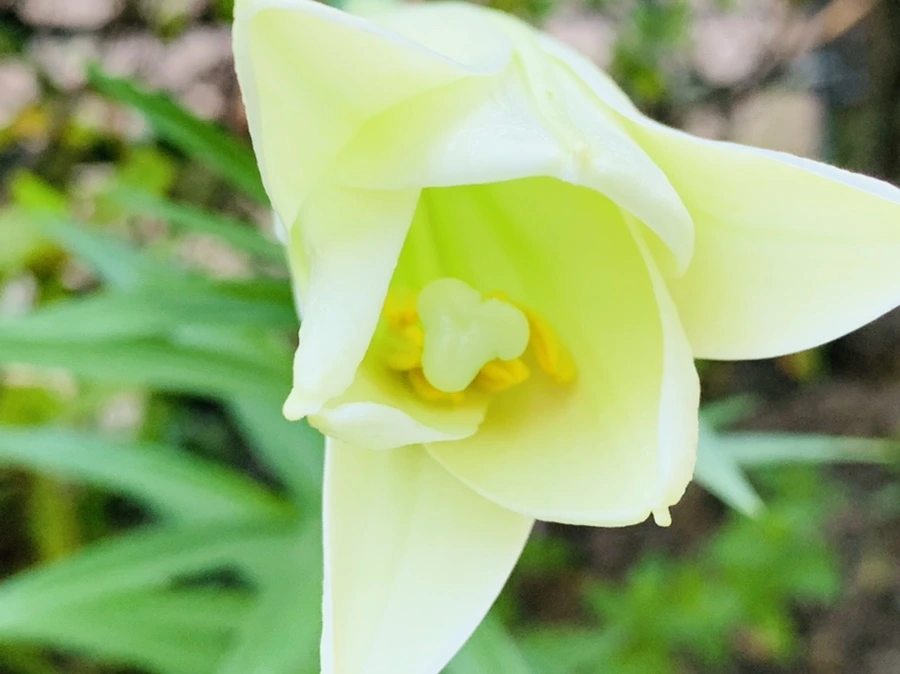 IMG_8311.jpg?type=w966