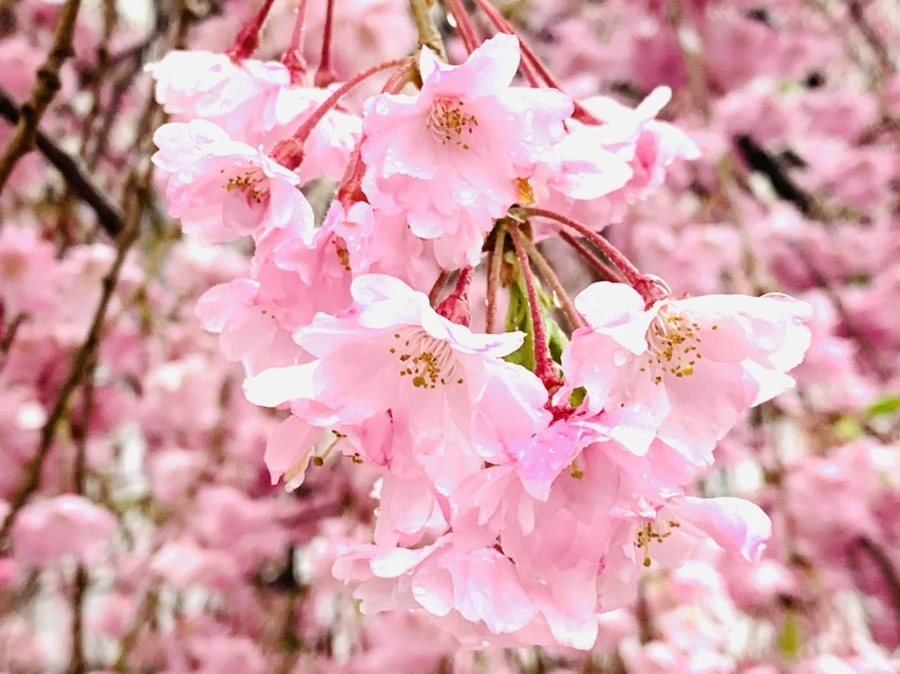 IMG_2290.jpg?type=w966