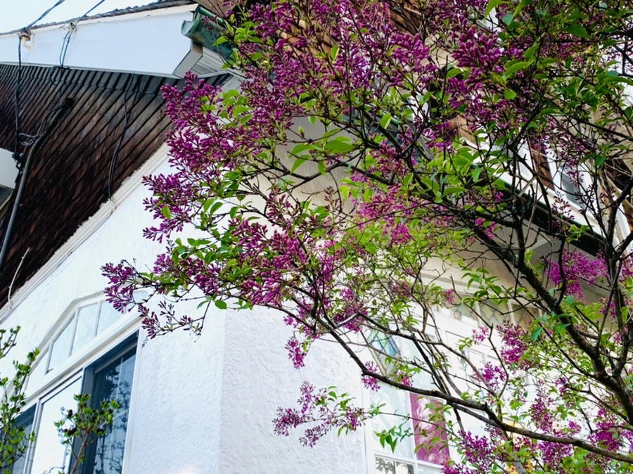 IMG_4950.jpg?type=w966