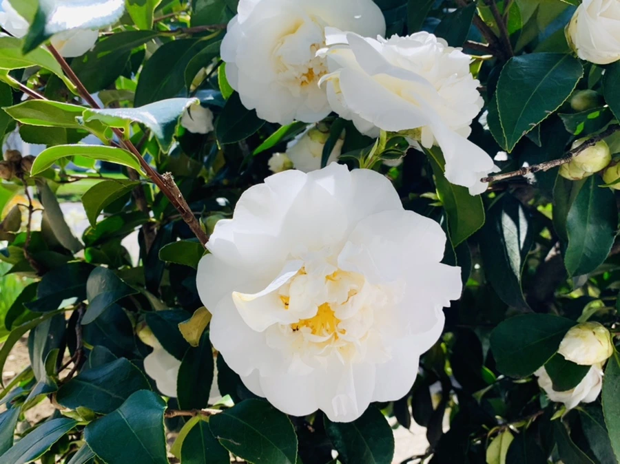 IMG_8618.jpg?type=w966