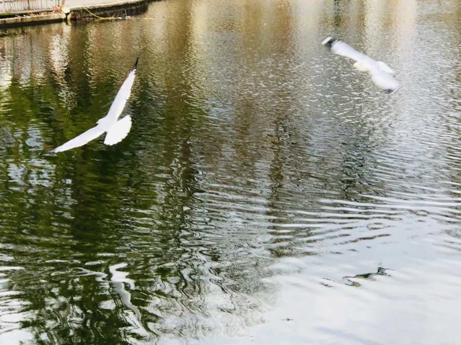 IMG_9960.jpg?type=w966