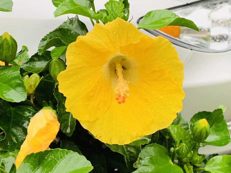 IMG_3640.jpg?type=w966